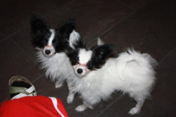 Aik und Amy 16.12.2010