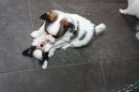 Alf und Amy.JPG