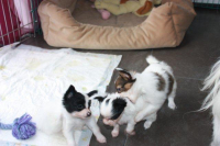 Alf, Aik und Amy.JPG