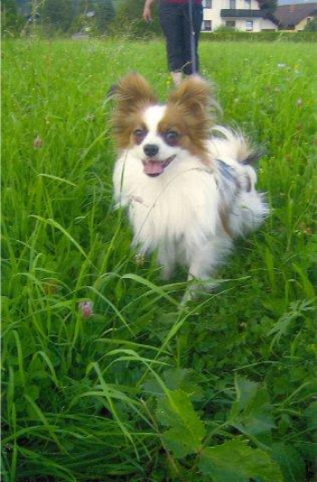 Alfi an der Leine