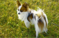 Alfi auf der Wiese