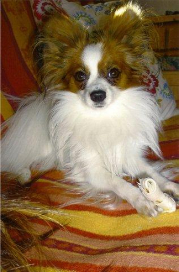 Alfi mit Knochen