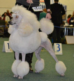 Amadeo du Cristaux Glace´s
