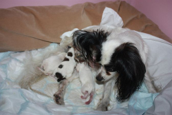 Happy Family